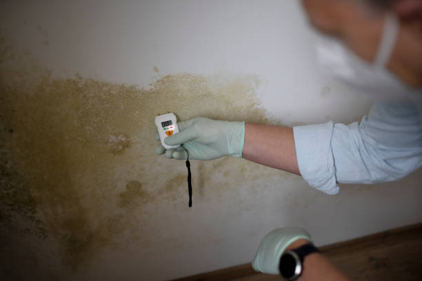Professional Mold Removal in State Line, PA