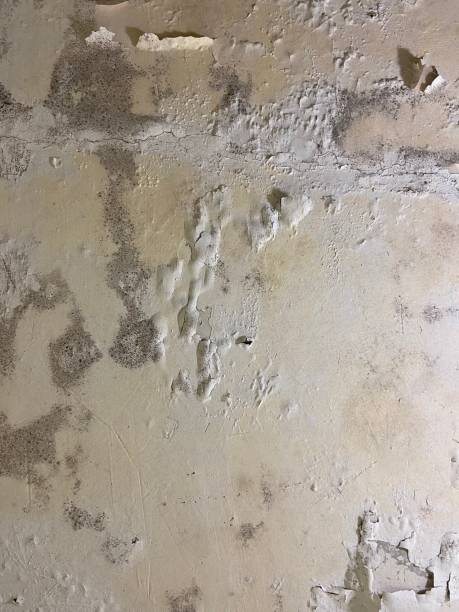 Best Commercial Mold Removal  in State Line, PA